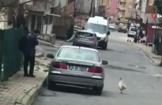 Horozun postacıdan intikam aldığı anlar!