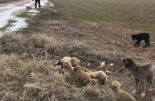 Aksaray’da yavru köpekler soğukta ölüme terk edildi