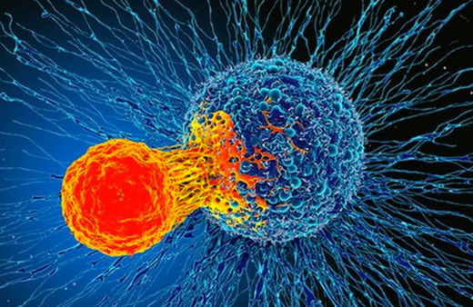 Bilim insanlarından heyecanlandıran keşif! Bağışıklık sistemi tüm kanserleri tedavi edebilir