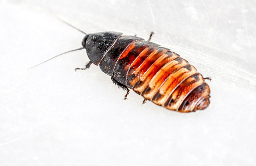 Antalyalı girişimci hamam böceğinden ayda 3 bin lira kazanıyor