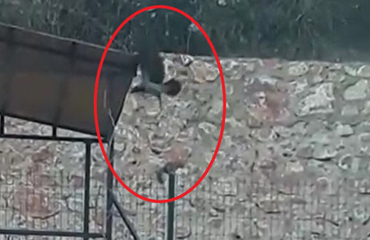 Tokat'ta karga ile sincabın oyunu cep telefonuyla görüntülendi