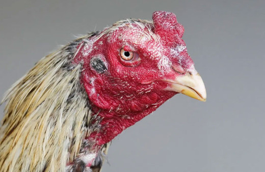 Dövüşe götürülen horoz sahibini öldürdü