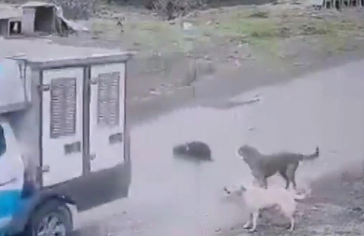 Pendik'te köpeği ezen belediye çalışanı kamerada