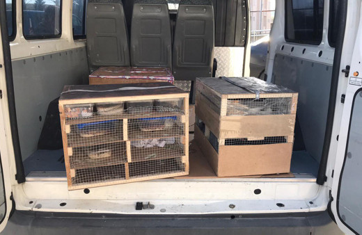 Edirne'de kamyonette 21 piton ele geçirildi