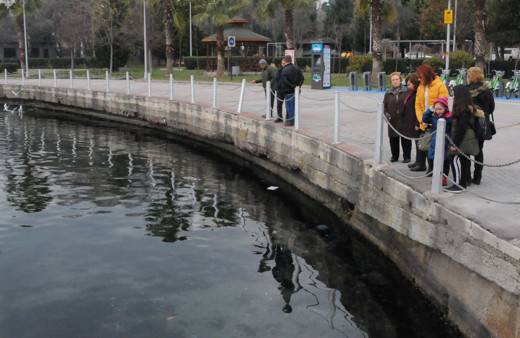 Kocaeli İzmit Körfezi'nde deniz anası istilası