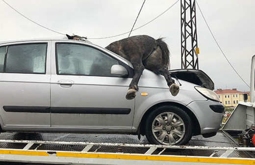 İstanbul'da yürek sızlatan kaza! 3 at telef oldu atın biri ön camdan böyle girdi