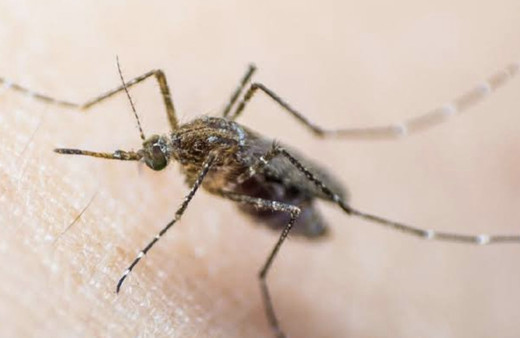 Lassa ateşi nedir lassa virüsu belirtileri neler bulaşı mı?