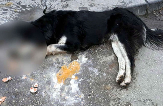 Ankara'da 20 sokak hayvanı zehirlenmişti... Kimin yaptığı ortaya çıktı!