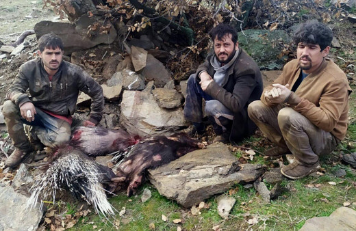 Manisa'da pitbull ile oklu kirpi avlayan 3 kişiye 40 bin 201 lira para cezası