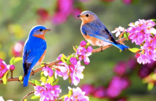 Cemre ne zaman düşüyor 2020 ilk cemre nereye düşer?