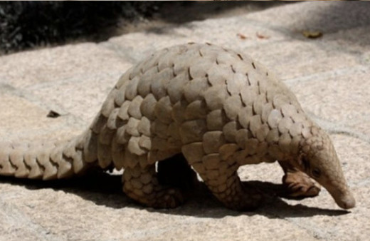 Pangolin nedir pangolin hayvanı korona virüsünün nedeni çıktı