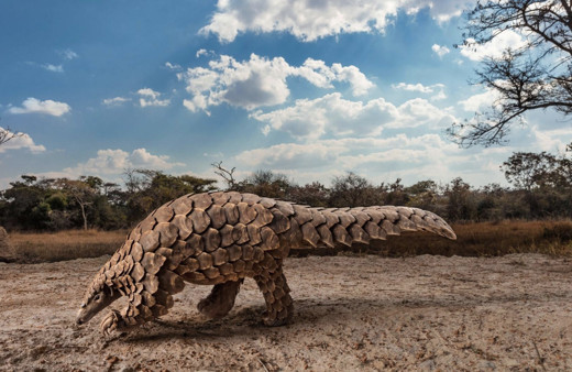 Pangolin hayvanı nerede yaşar pangolin neye benzer?