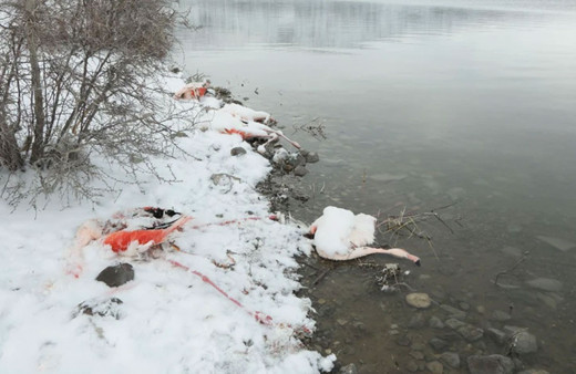 İvriz Baraj Gölü'nde kahreden görüntü! 12 flamingo soğuklara dayanamadı