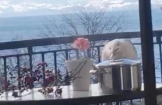 Martının tencere kapağını açarak kapuskayı yediği anları kamerada