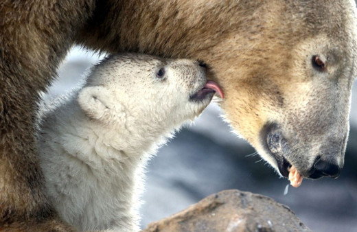 Avusturya'da yavru kutup ayısı ilk defa görüntülendi