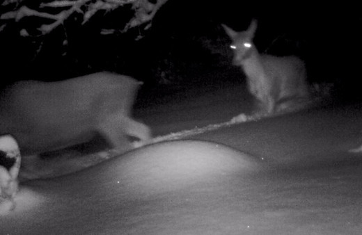 Kartepe'de yaban hayatı foto kapanlarla görüntülendi!