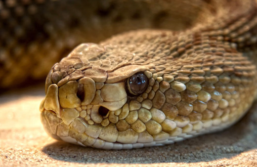 Yılanların kurbağa yokluğu nedeniyle açlıktan öldükleri ortaya çıktı!
