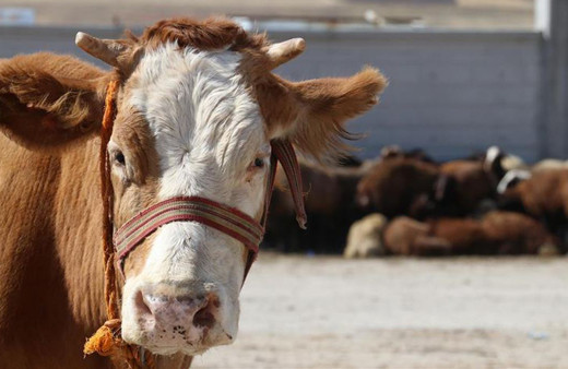 Siirt'te şap hastalığı nedeniyle hayvan giriş ve çıkışı yasaklandı