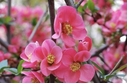 Cemre ne demek cemre düşmesi nasıl olur ilk cemre düştü mü?