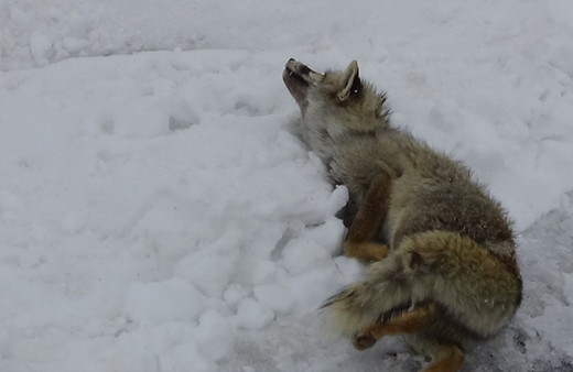 Muş'ta dondurucu soğuklara dayanamayan tilki telef oldu!