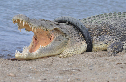 Dev timsah 4 senedir boynuna sıkışan scooter lastiğiyle yaşıyor