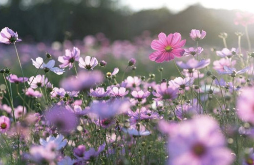 Bugün ilk cemre düştü! Sıradaki cemre ne zaman nereye düşecek