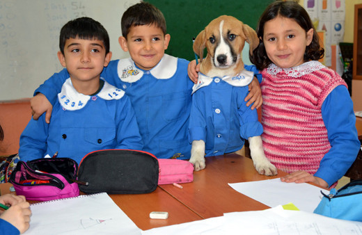 Yavru köpek bakın nasıl uslu bir öğrenci oldu