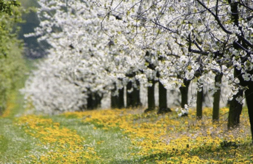 Cemre düşme tarihleri 2020 ilk cemre düşmesi nereye oldu?