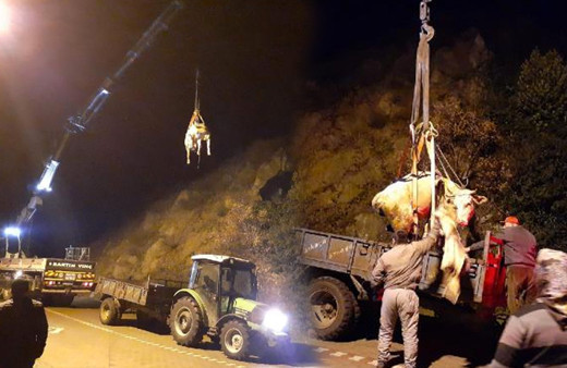 Otlamak için çıkıp yamaçtan yuvarlanan ineği vinç kurtardı