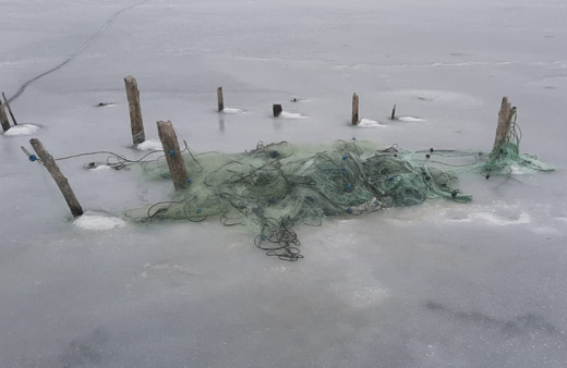 Baraj donunca ortaya çıktı! Kastamonu'da balıkçı ağlarına takıldı
