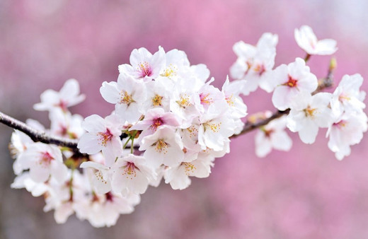Cemre düşme tarihleri ikinci cemre ne zaman düşer?