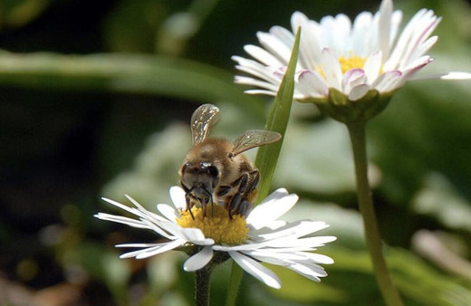 Cemre düşmesi tarihleri ikinci cemre bugün suya düşüyor