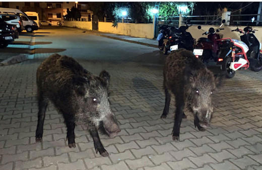 Marmaris'te yaban domuzlarını mısırla besledi