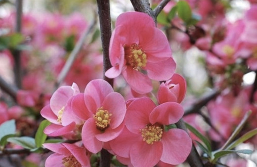 Cemre düşme sırası üçüncü cemre düştü mü 2020