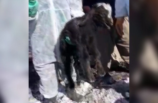 Van'da depremden günler sonra enkazdan canlı oğlak çıkarıldı!