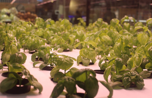 Bu sebzeler toprakta değil rafta yetişiyor! Suya ihtiyacı çok az