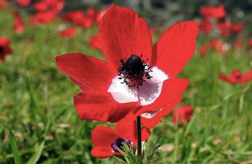 Üçüncü cemre düştü mü son cemre toprağa ne zaman düşecek?