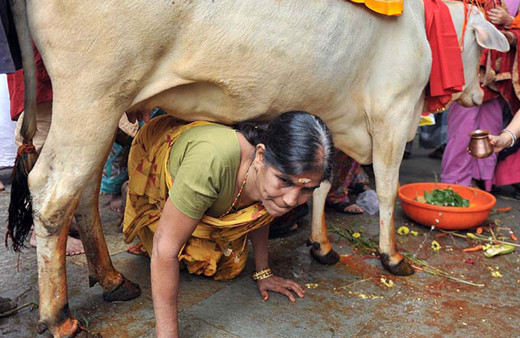 Bunu söyleyen bir milletvekili 'koronavirüse karşı inek idrarı kullanın'