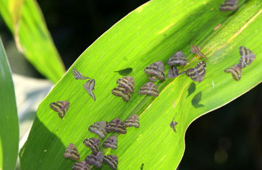 Köylüler ona 'vampir kelebek' diyor! Yüzde yüz yok eden ilaç geliştirildi