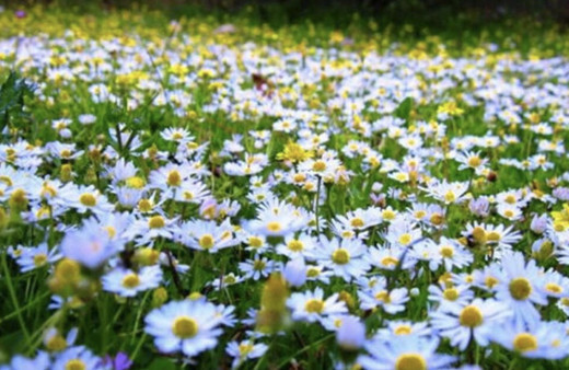 Cemrelerin düşme tarihi ne zaman ücüncü cemre düştü mü?