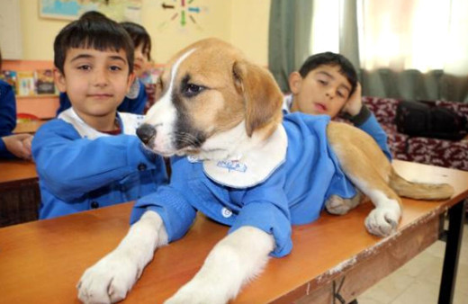 Fındık'tan güzel haberler var patileri ile hayata sımsıkı tutundu