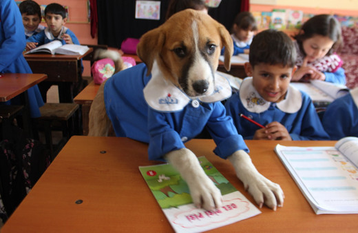 Klinikte tedavi gören Fındık, kurtarılamadı
