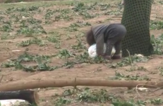 Suriyeli minik mültecinin ağır yükü