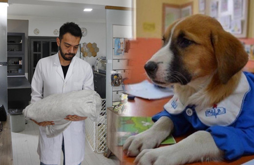 Gençlik hastalığından kurtarılamayan 'Fındık' bulunduğu mezarlığa gömülecek