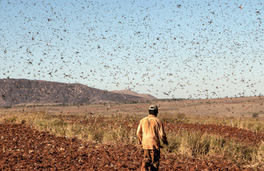 Çekirge istilası nerede kıyamet alameti mi Araf Suresi açık açık belirtiyor