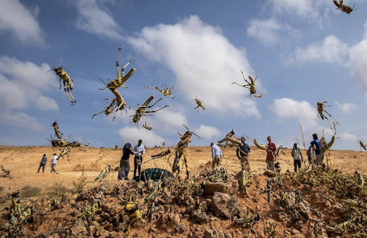 Çekirge istilası nerede kıyamet alameti mi hadiste geçiyor
