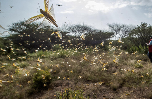 Çekirge istilası sınıra dayandı kıyamet alameti mi Araf Suresi gizemi