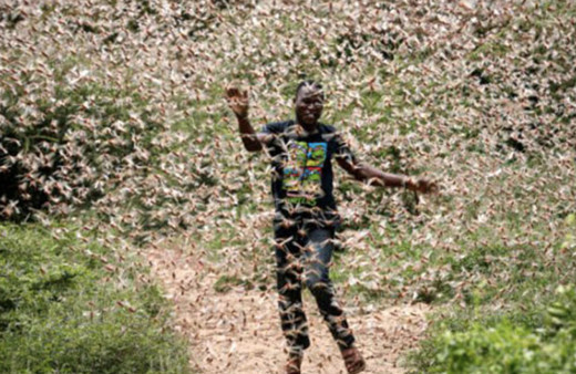 Çekirge istilası nedir Kuran'da çekirge istilası geçiyor mu?