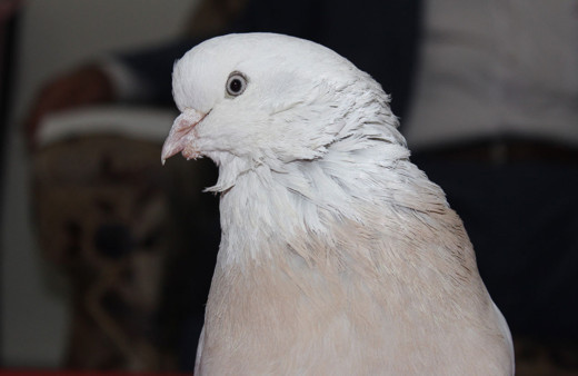 Elazığ'daki bu güvercine Araplar 360 bin lira teklif etti