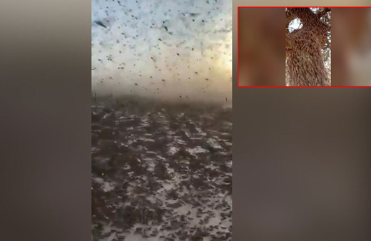 Coronavirüsten sonra çekirge istilası korkusu! Bu görüntü korkuttu